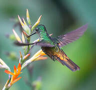 Golden-bellied Starfrontlet