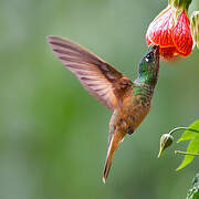 Violet-throated Starfrontlet