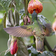 Violet-throated Starfrontlet