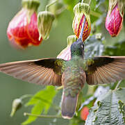Violet-throated Starfrontlet