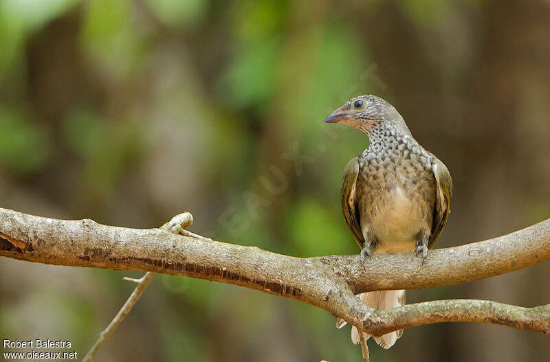 Scaly-throated Honeyguideadult, close-up portrait