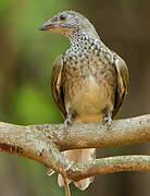 Scaly-throated Honeyguide