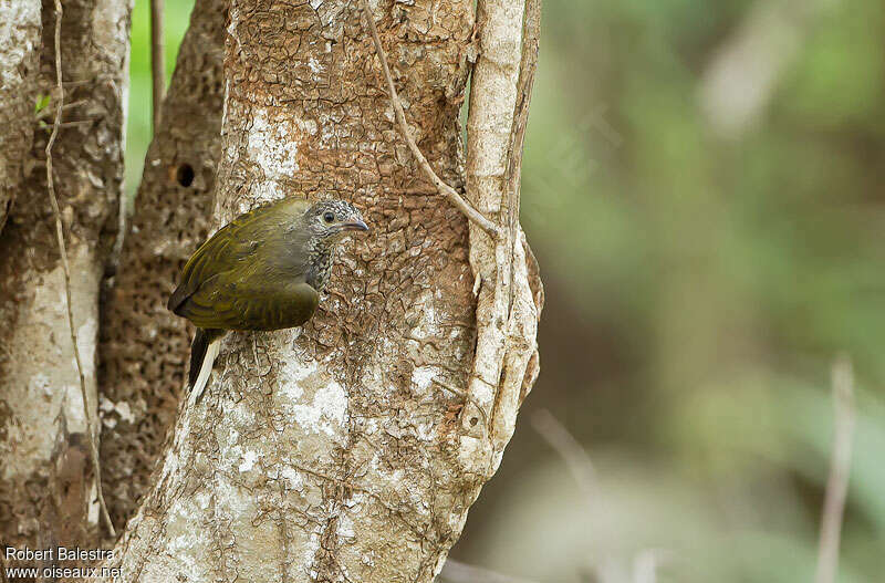 Scaly-throated Honeyguideadult, habitat, pigmentation