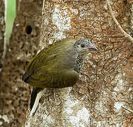 Scaly-throated Honeyguide