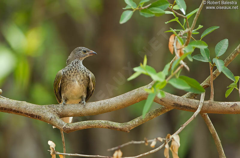 Scaly-throated Honeyguide