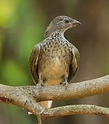 Scaly-throated Honeyguide