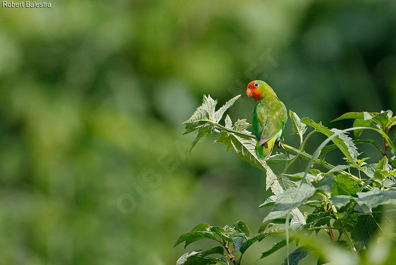 Red-headed Lovebird