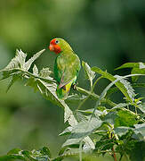 Red-headed Lovebird