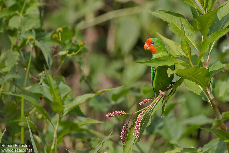 Red-headed Lovebirdadult