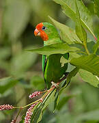 Red-headed Lovebird