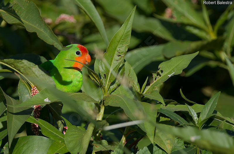 Red-headed Lovebird