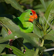 Red-headed Lovebird