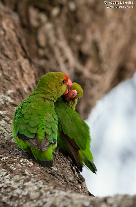 Black-winged Lovebird 