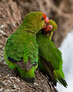 Black-winged Lovebird