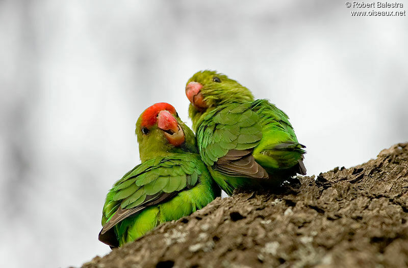 Black-winged Lovebird 