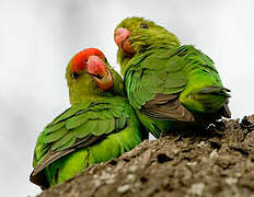 Black-winged Lovebird