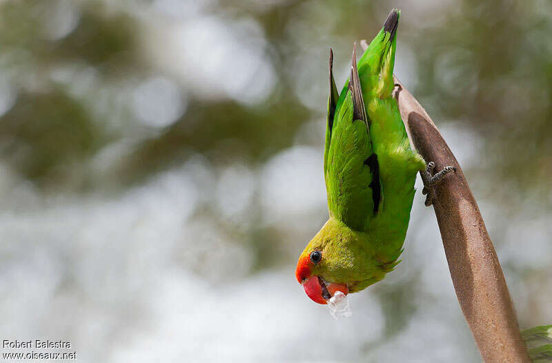 Black-winged Lovebird male adult, identification, Behaviour