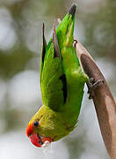 Black-winged Lovebird