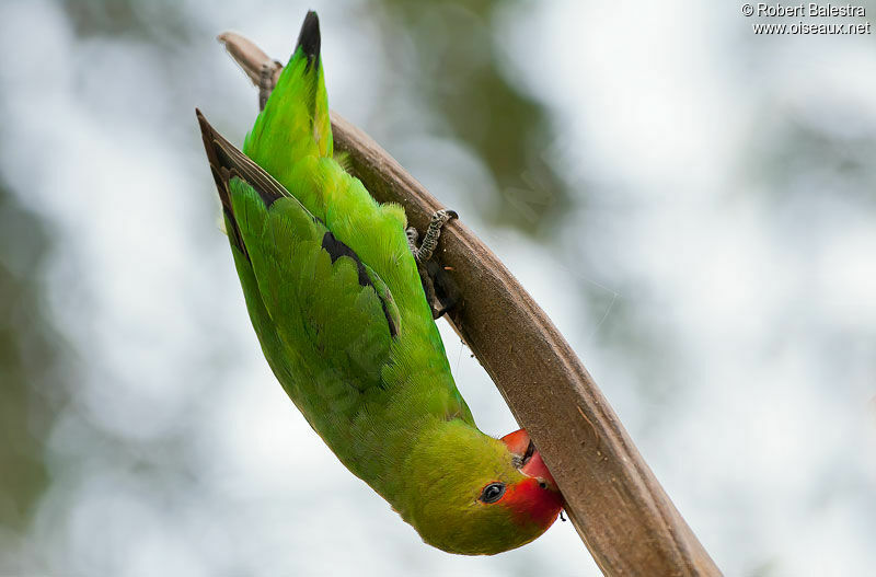 Black-winged Lovebird male
