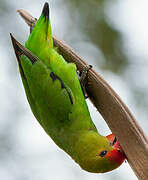 Black-winged Lovebird