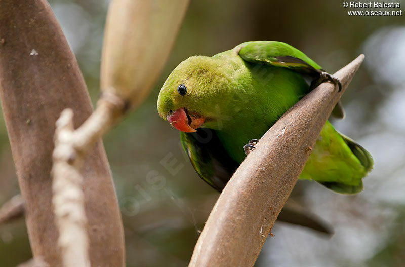 Black-winged Lovebird female