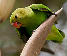 Black-winged Lovebird