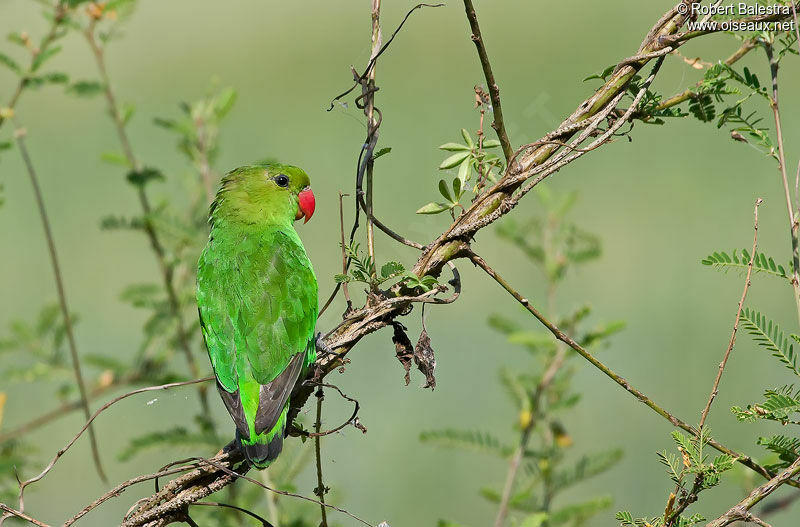 Black-winged Lovebird female