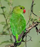 Black-winged Lovebird