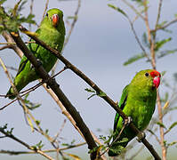 Black-winged Lovebird