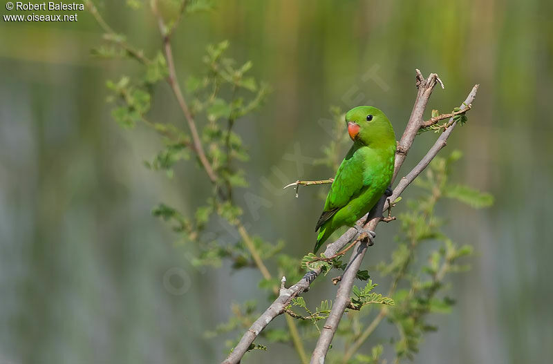 Black-winged Lovebird female