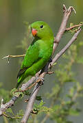 Black-winged Lovebird