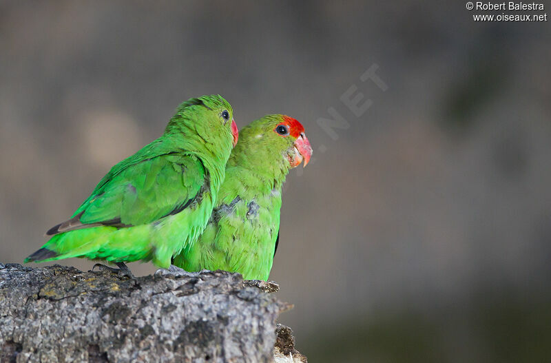 Black-winged Lovebird 