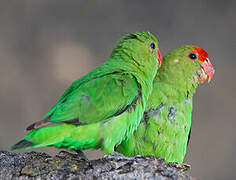 Black-winged Lovebird