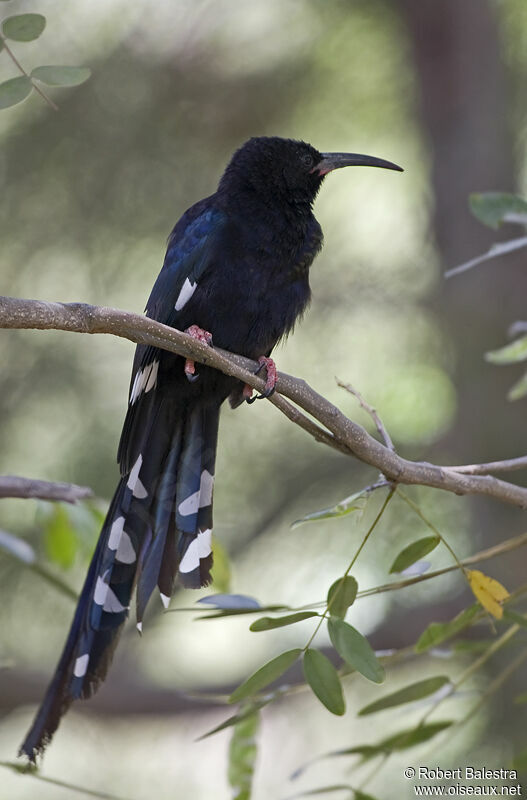 Black-billed Wood Hoopoe