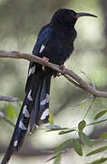 Black-billed Wood Hoopoe