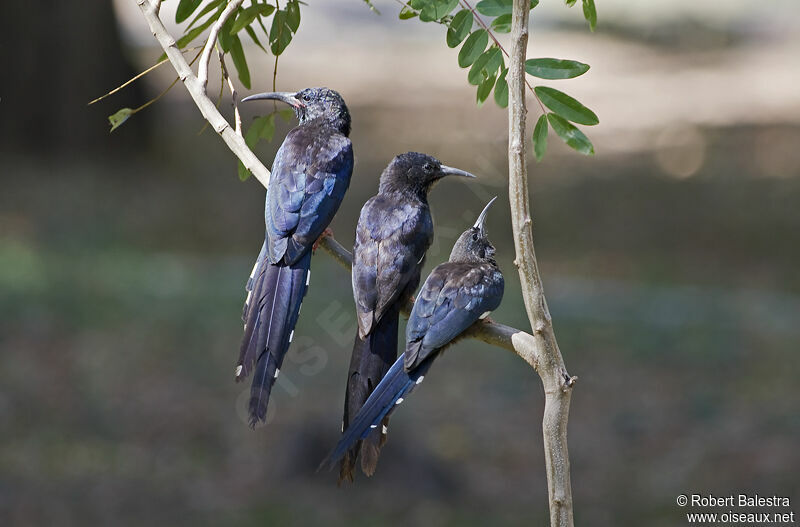 Black-billed Wood Hoopoe