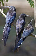 Black-billed Wood Hoopoe