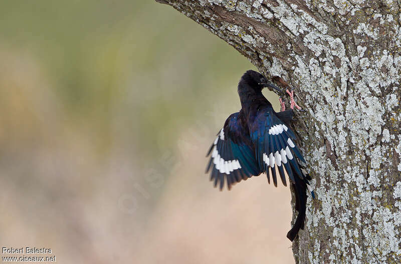 Black-billed Wood Hoopoe, fishing/hunting