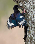 Black-billed Wood Hoopoe