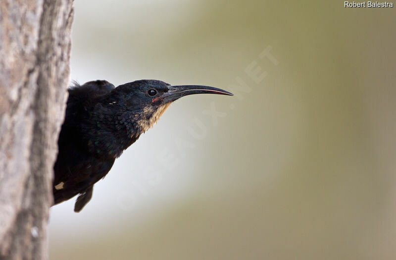 Black-billed Wood Hoopoejuvenile