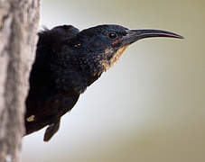 Black-billed Wood Hoopoe