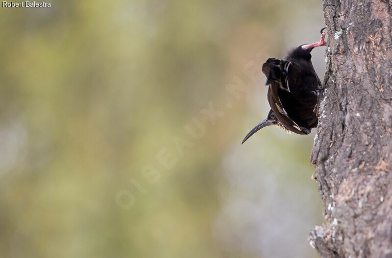 Black-billed Wood Hoopoejuvenile