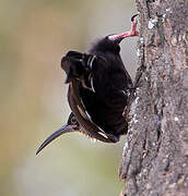 Black-billed Wood Hoopoe