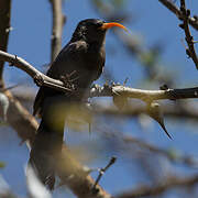 Abyssinian Scimitarbill