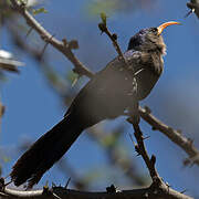 Abyssinian Scimitarbill