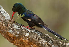 Green Wood Hoopoe