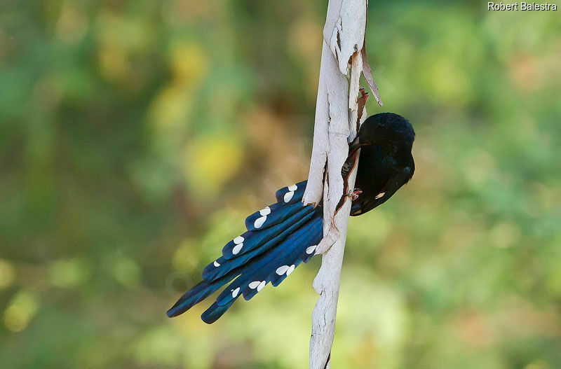 Green Wood Hoopoe