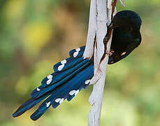 Green Wood Hoopoe