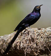 Black Scimitarbill