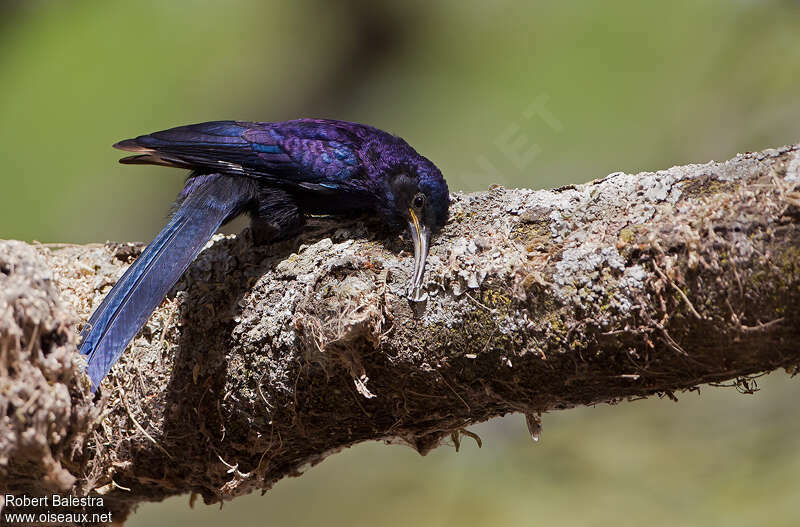 Black Scimitarbilladult, Behaviour